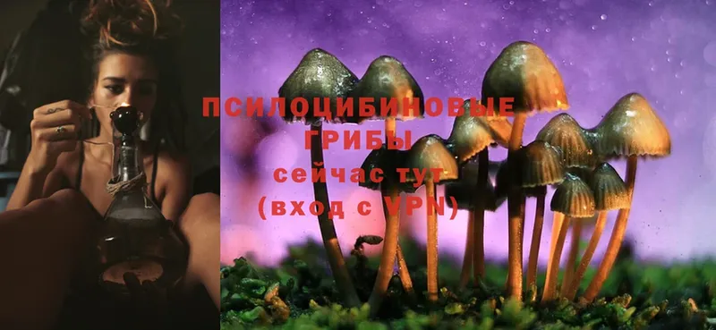 Псилоцибиновые грибы Cubensis  Кувандык 